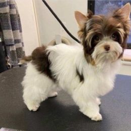 Sheldon - Yorkshire Terrier