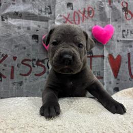 Dasher - Gray male Cane Corso puppy in Utah from 3Lake Kennelz