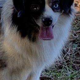 Australian Shepherds, Miniature American Shepherds, and Toy Australian Shepherds from Blue’s Family Aussies