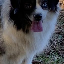 Australian Shepherds, Miniature American Shepherds, and Toy Australian Shepherds from Blue’s Family Aussies