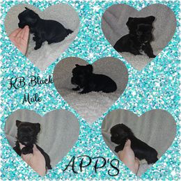 Boy 2 - Black and tan Yorkshire Terrier puppy in Wartburg, Tennessee from Amanda's Precious Pups