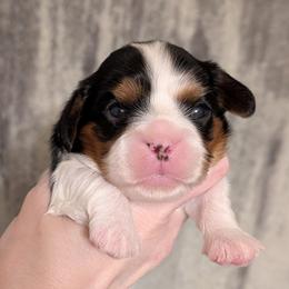 Sandy - Tri-color female Cavalier King Charles Spaniel puppy in Stilwell, Oklahoma from Love Bug Cavaliers