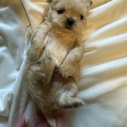 Boy 2 - Gold male Shih Tzu puppy in Birch River, West Virginia from Karen's Shih Tzus