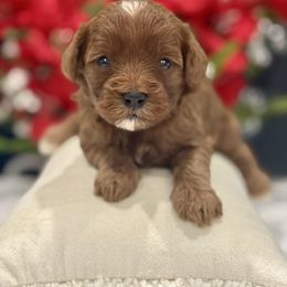 Music - Red female Cavapoo puppy in Apple Valley, California from Fletcher Fuzzy Friends