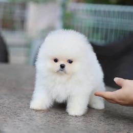 Girl 1 - White female Pomeranian puppy in Gulf Breeze, Florida from SW Poms & Frenchies