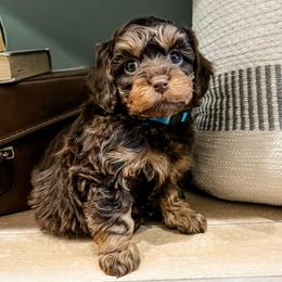 Sienna - Brown female Cavapoo puppy in Flagstaff, Arizona from Gunstock Doodles
