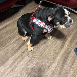 Bulldog Puppies from BUBBABULL