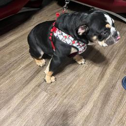 Bulldog Puppies from BUBBABULL