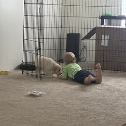 Golden Retriever Puppies from Mia Ragazza Golden Retrievers