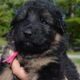 Pink - Black and tan female German Shepherd puppy in Grand Rivers, Kentucky from Von Frieden German Shepherds LLC