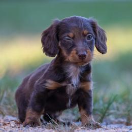 Australian Shepherd and Dachshund Puppies from Paisley’s Prissy Pups