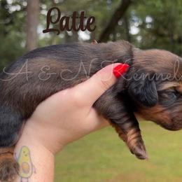 Latte - Red male Dachshund puppy in Brandon, Mississippi from A & N Kennel’s Mini Dachshunds
