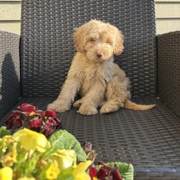 Lola - Caramel ice female Australian Labradoodle puppy in Morristown, New Jersey from English Manor Labradoodles