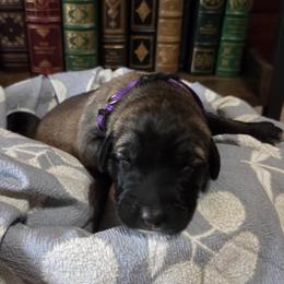 Girl 3- Velvet - Fawn female Anatolian Shepherd Dog puppy in La Grange, Georgia from Florida Anatolian Shepherds