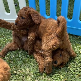 Goldendoodle Puppies from Ginger Doodles