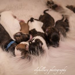 Silken Windhound Puppies from Amethyst Silken Windhounds