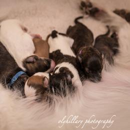 Silken Windhound Puppies from Amethyst Silken Windhounds