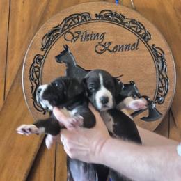Cheif Wallabee - Mantle male Great Dane puppy in Cheyenne, Wyoming from Viking Kennel