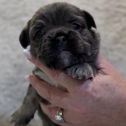 Anastasia (Stacy) - Blue female French Bulldog puppy in Chesnee, South Carolina from Michael Shepherd