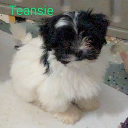 Teansie - Black and white Havanese puppy in Anderson, South Carolina from Moe's Goldens and HavAntics