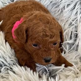 Pippa - Red  female Goldendoodle puppy in Sauk Village, Illinois from Midwest Timberland Pups