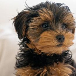 Cavalier King Charles Spaniels, Cavapoos, Havanese, Poodles, Yorkipoos, and Yorkshire Terriers from Ashley Nicole Ranch