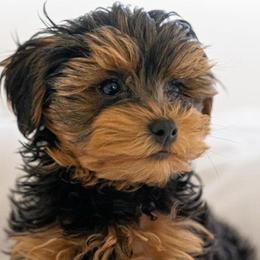 Cavalier King Charles Spaniels, Cavapoos, Havanese, Poodles, Yorkipoos, and Yorkshire Terriers from Ashley Nicole Ranch