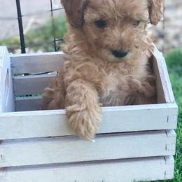 Goldendoodles and Maltipoos from Blue Ranch Puppies