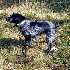 Piper - French Brittany