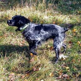 Piper - French Brittany
