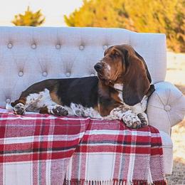 Maple - Basset Hound