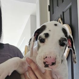 Ozzy - Harlequin male Great Dane puppy in San Jacinto, California from So Cal Great Danes