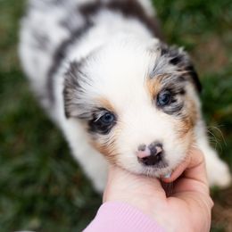 Australian Shepherd Puppies from Authentic Aussies