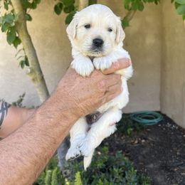 Golden Retriever Puppies from Michelle‘s English cream golden retrievers
