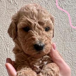 Girl 3 (pink collar) - Apricot female Goldendoodle puppy in San Diego, California from Southside Doodles