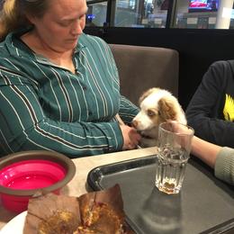 Miniature American Shepherd Puppies from Fuzzbottom Miniature American Shepherd