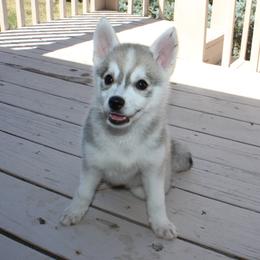 Pomsky Puppies from Mischa Nelson