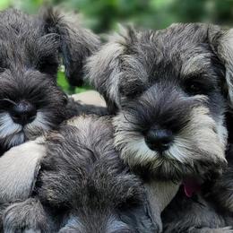 Miniature Schnauzers from Aurora Miniature Schnauzers