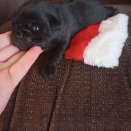 Baby Bella - Black female Pug puppy in Fall Creek, Wisconsin from Heartville Pugs