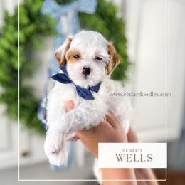 W E L L S  10-12lbs - Red  male Goldendoodle puppy in Richfield, Utah from Cedar Doodles- Home of the Teddybear Goldendoodle