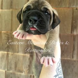Great Dane and Rottweiler Puppies from Eastern Mountain Danes & Rottweilers