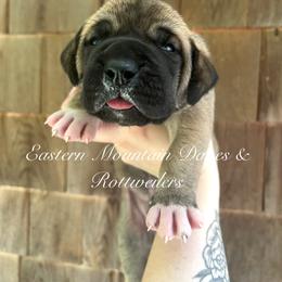 Great Dane and Rottweiler Puppies from Eastern Mountain Danes & Rottweilers