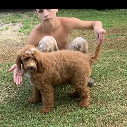 "Male" Poodle Puppies from GingerLane Poodles