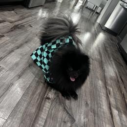 Tanjiro - Pomeranian