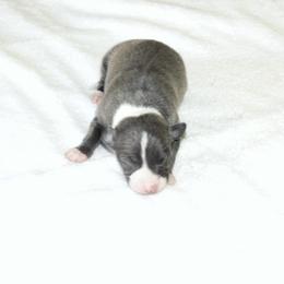 Pia's Female - Blue female Italian Greyhound puppy in Sparta Tn And Caryville Fl, Tennessee from Summerwind Kennel