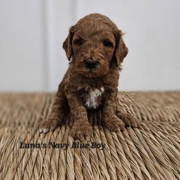Navy Blue Boy - Red male Labradoodle puppy in Payson, Utah from Utah County Labradoodles