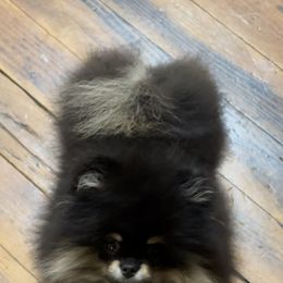 Pomeranian Puppies from Silver’s Reigning Heir Poms