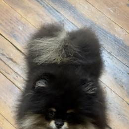 Pomeranian Puppies from Silver’s Reigning Heir Poms