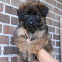 Light Blue Collar - Black and red female German Shepherd puppy in Mount Vernon, Missouri from German Haus German Shepherds LLC