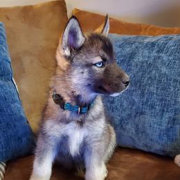 Siberian Husky Puppies from Evereve Kennels